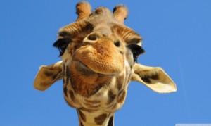 Cute-Giraffe-1024x614